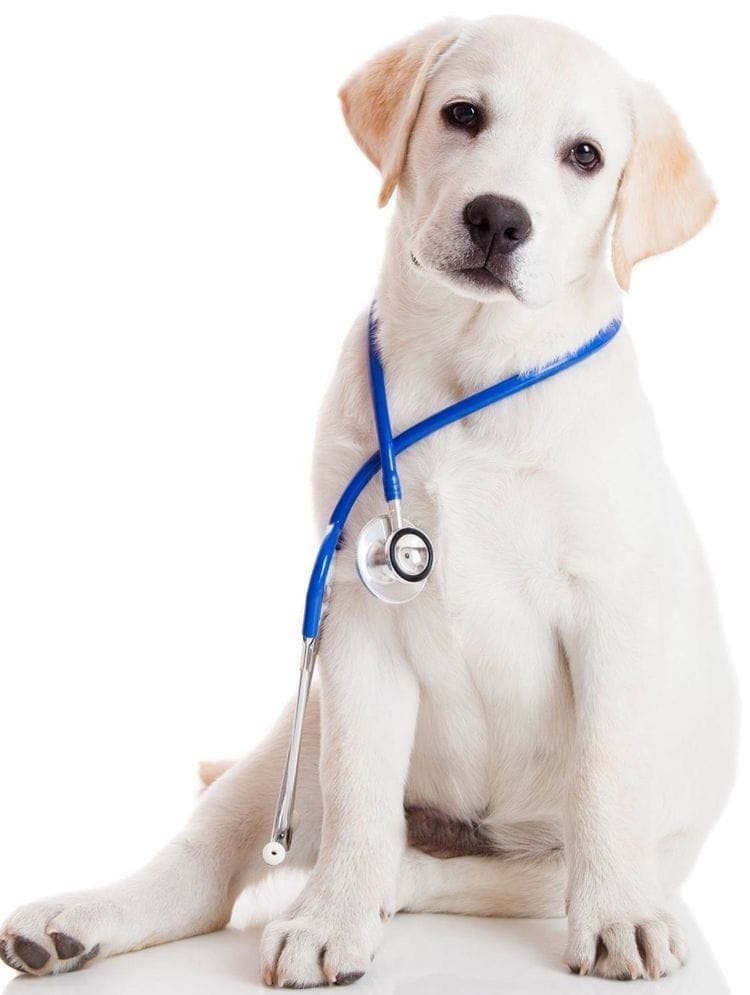 Services vétérinaires