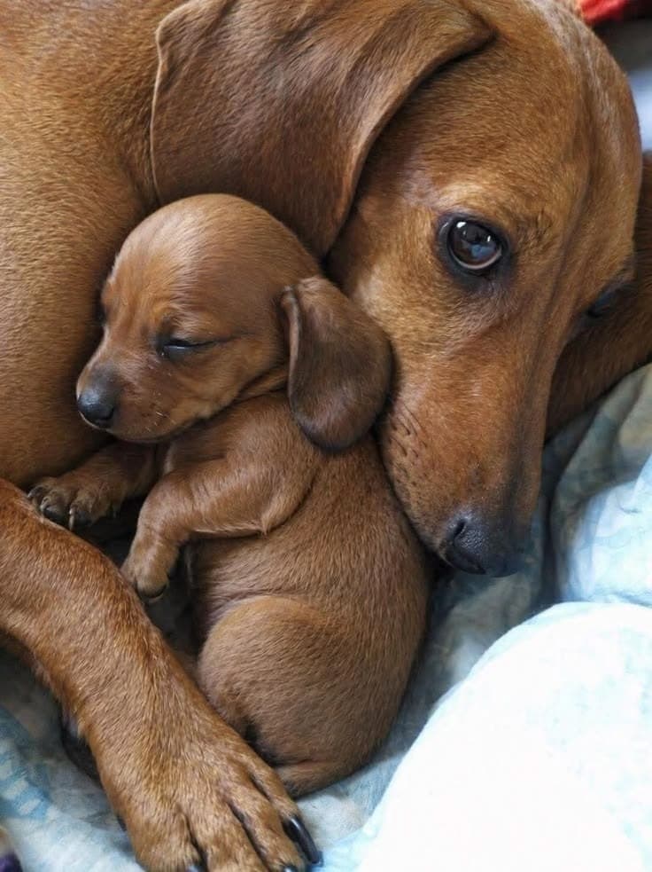 Soins vétérinaires pour chiens