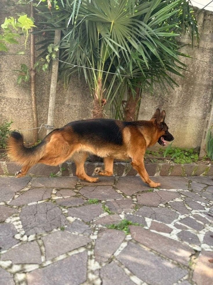 Chien de race Berger allemand