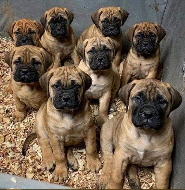 Chiens et chiots de l’élevage AXE COMPANY
