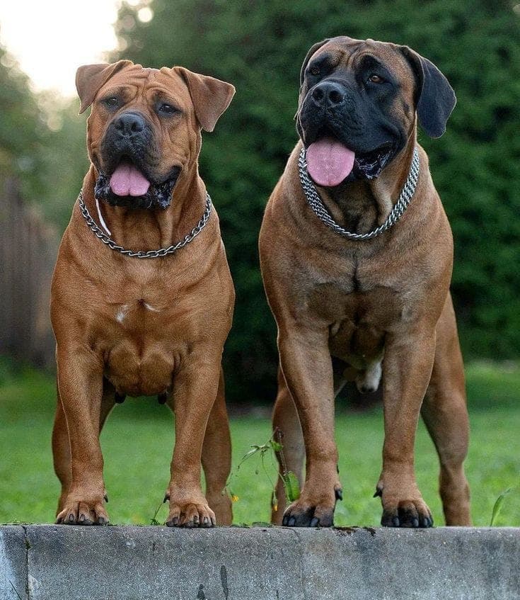 Chien de race Boerboel