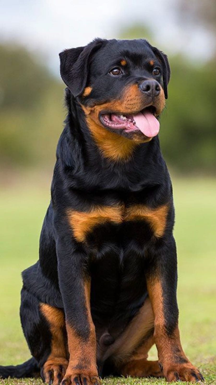 Chien de race Rottweiler