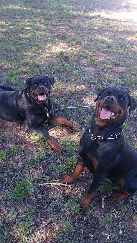 Chiens et chiots de l’élevage AXE COMPANY